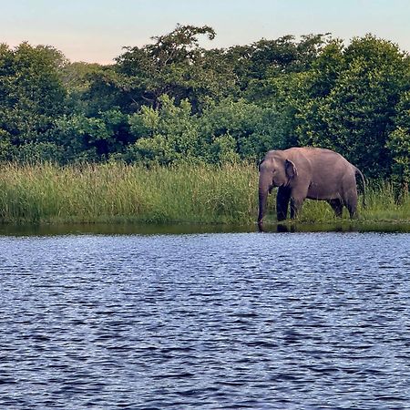 Coconut Hill Arugam Bayホステル エクステリア 写真